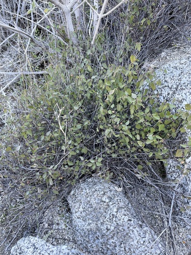 Image of Ayenia compacta by (c) Matt Berger, some rights reserved (CC BY)
