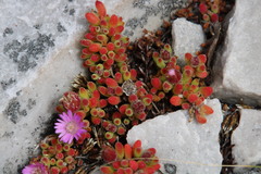 Drosanthemum stokoei
