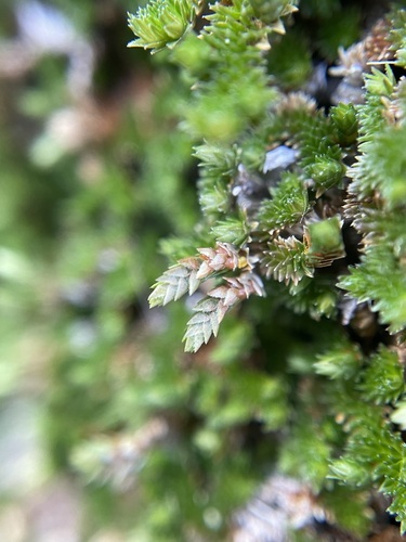 Image of Selaginella eremophila by (c) Matt Berger, some rights reserved (CC BY)