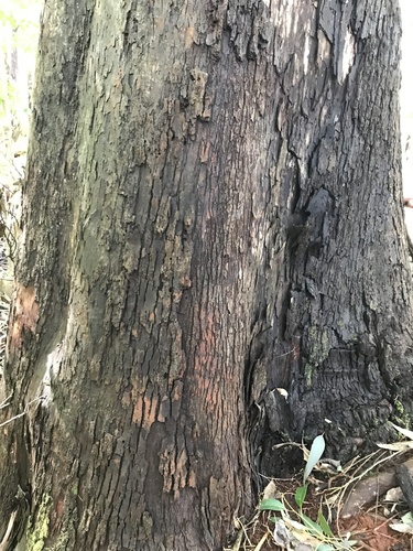 Eucalyptus saligna observed 2023-03-09