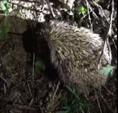 Erinaceus amurensis