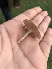 Fungi