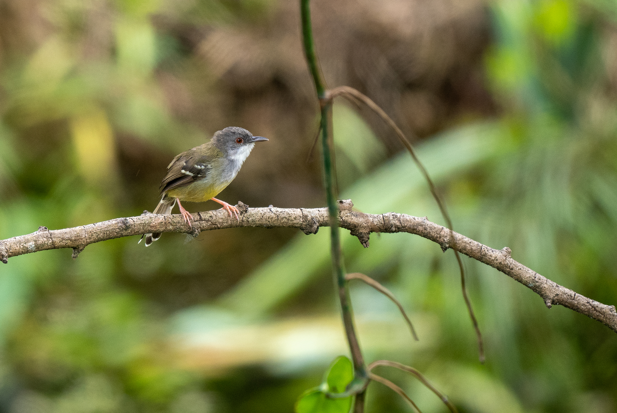 Bar-winged Prinia (Prinia familiaris), photo 2