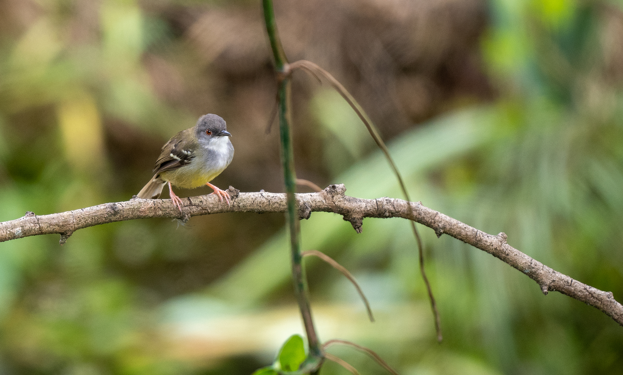 Bar-winged Prinia (Prinia familiaris), photo 3