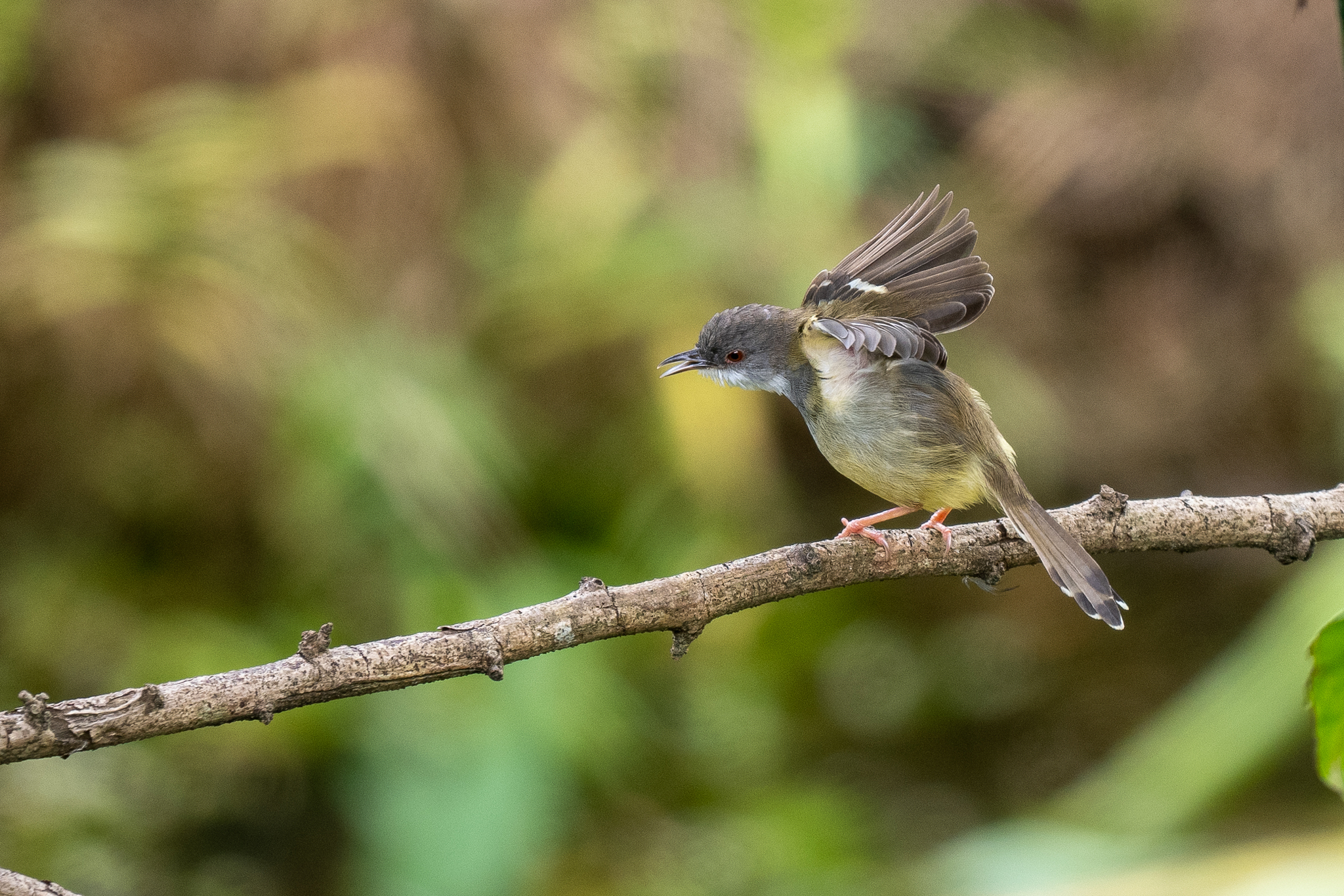 Bar-winged Prinia (Prinia familiaris), photo 4
