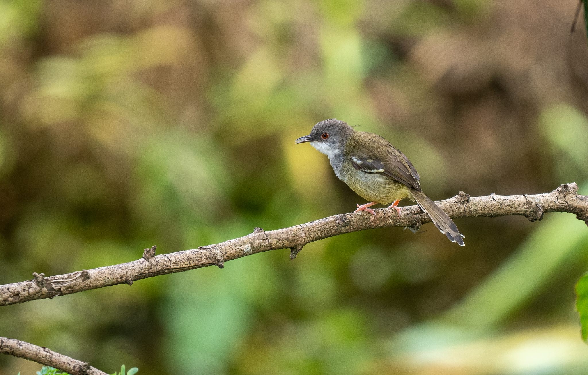 Bar-winged Prinia (Prinia familiaris), photo 5