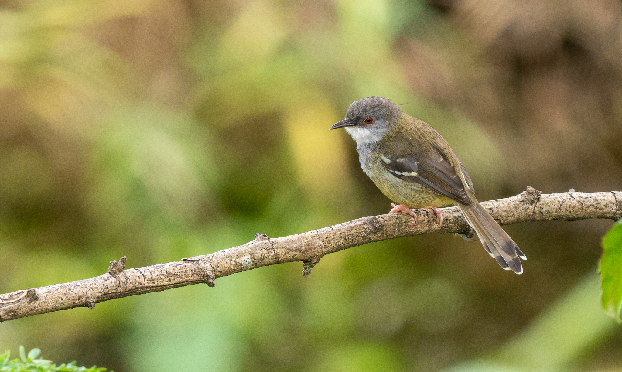 Bar-winged Prinia (Prinia familiaris), photo 6