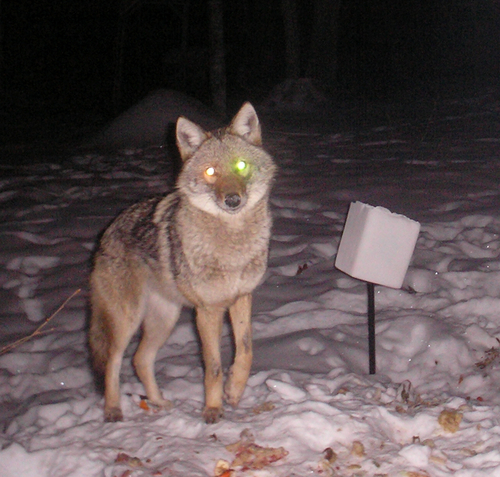 Coyote photographed in Maine