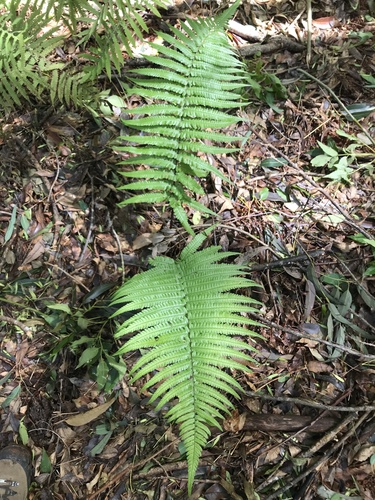 Dryopteris fuscoatra observed 2023-03-09