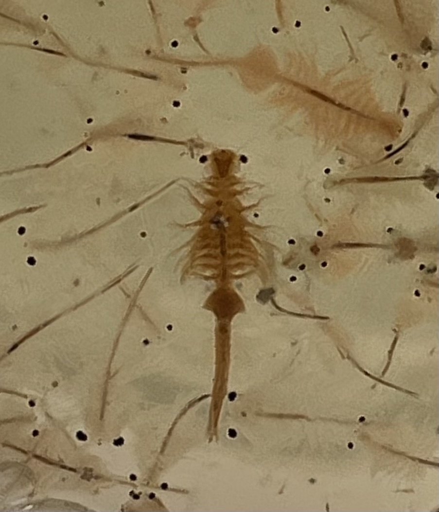 Artemia monica Verrill, 1869