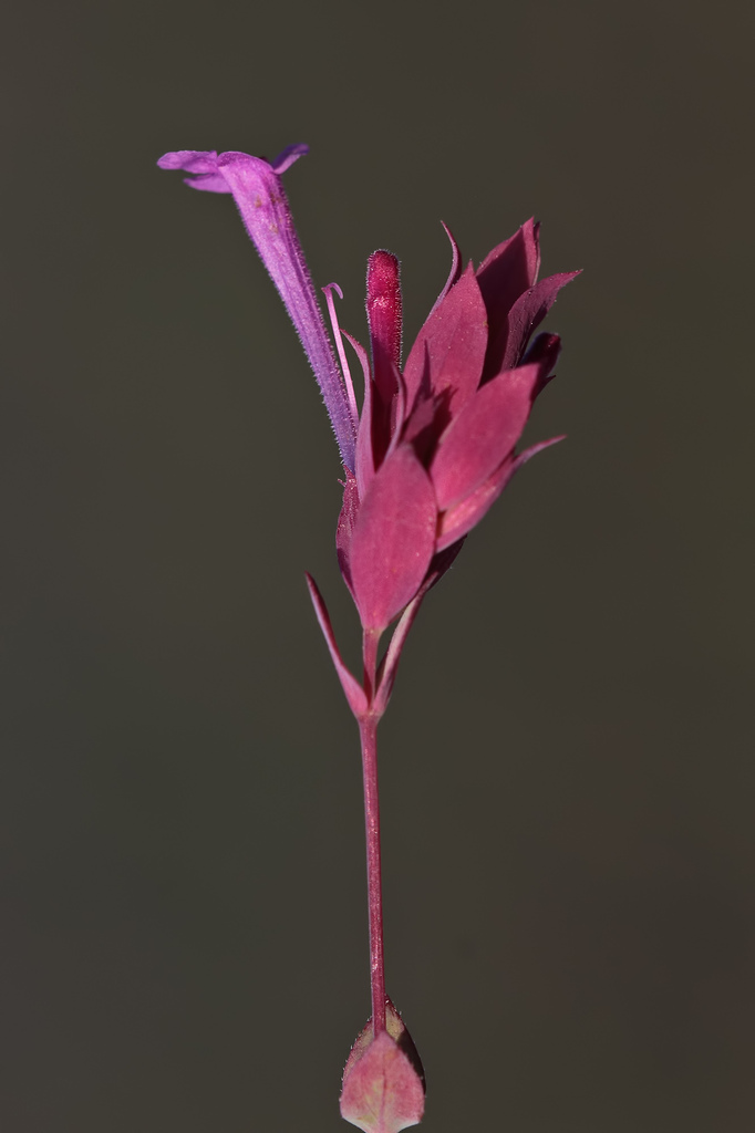 Origanum amanum