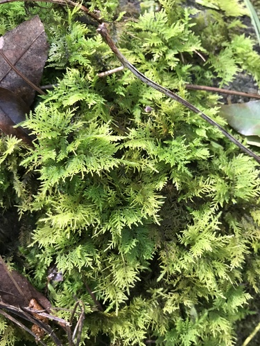 Thuidium cymbifolium