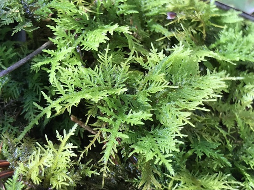 Thuidium cymbifolium