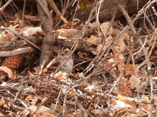 White-throated Sparrow photographed in Colorado