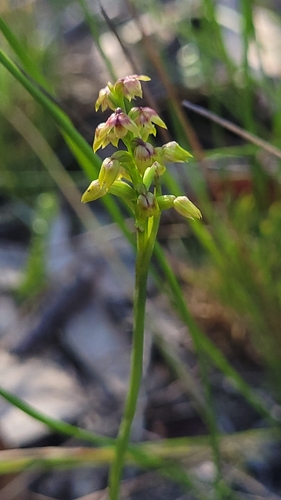 Image of Genoplesium pumilum by (c) Eamonn Culhane, some rights reserved (CC BY)
