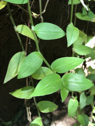 Tradescantia fluminensis observed 2023-03-09