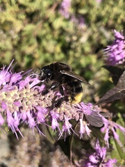Bombus ignitus