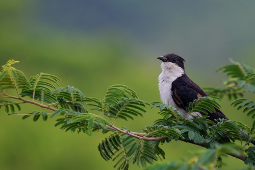 Pied Cuckoo