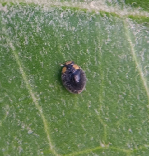 Yellow-shouldered Ladybird photo 6