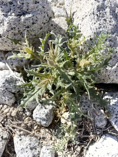 Image of Mentzelia hirsutissima by (c) Matt Berger, some rights reserved (CC BY)
