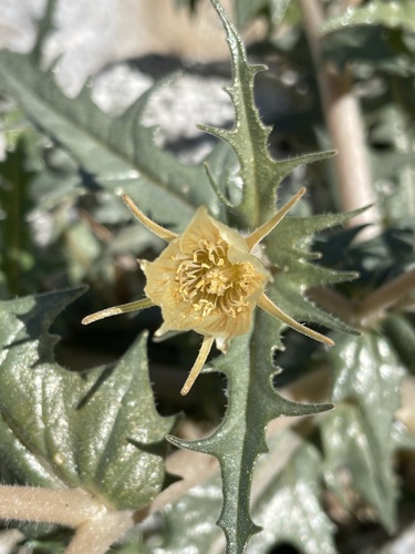 Image of Mentzelia hirsutissima by (c) Matt Berger, some rights reserved (CC BY)