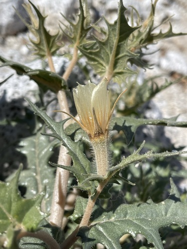 Image of Mentzelia hirsutissima by (c) Matt Berger, some rights reserved (CC BY)