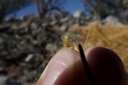 Image of Cuscuta psorothamnensis by (c) Matt Berger, some rights reserved (CC BY)