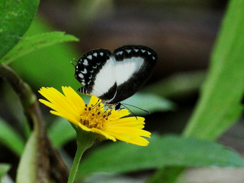 White-Banded Cerulean