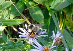 Bombus vagans bolsteri