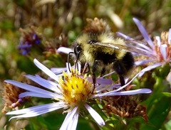Bombus vagans bolsteri