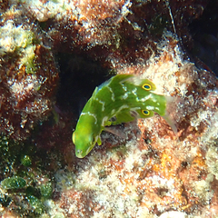 Elegant Wrasse photo 2