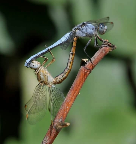 Southern Skimmer