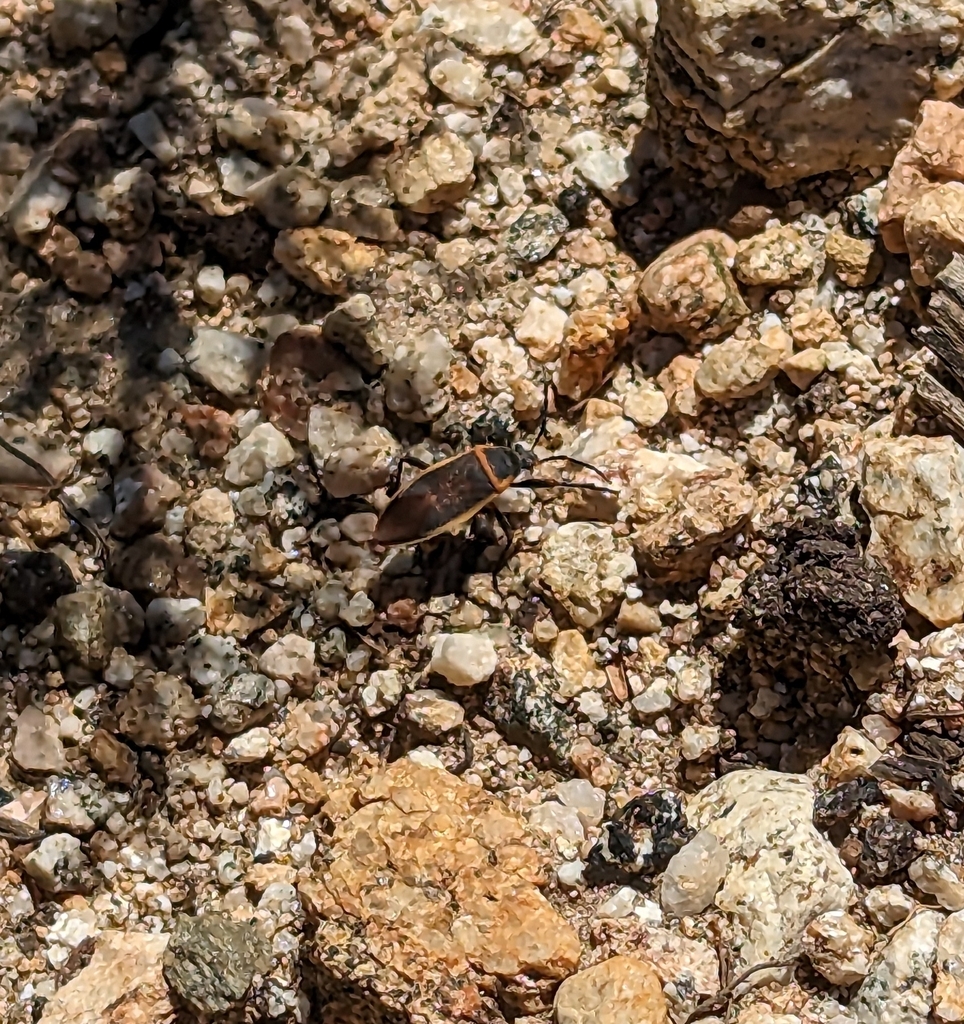 California Bordered Plant Bug From North Arroyo Pasadena CA USA On   Large 