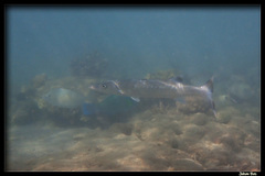 Great Barracuda