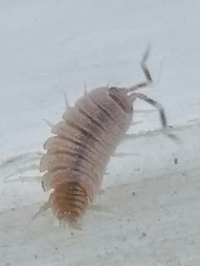 Porcellionides pruinosus