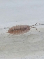 Porcellionides pruinosus