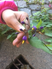 Solanum dulcamara