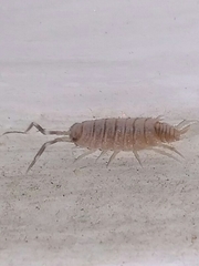 Porcellionides pruinosus