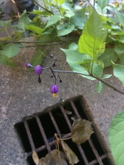 Solanum dulcamara