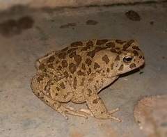 Sclerophrys mauritanica