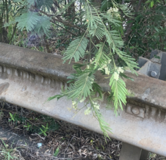 Acacia mearnsii, recorded flowering
