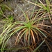 Rhynchospora curvula - Photo 由 Robin Heymans 所上傳的 (c) Robin Heymans，保留部份權利CC BY-NC