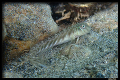 Mangrove Blenny photo 1