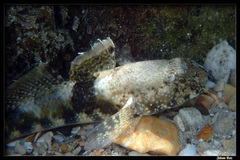 Brown Goby photo 5