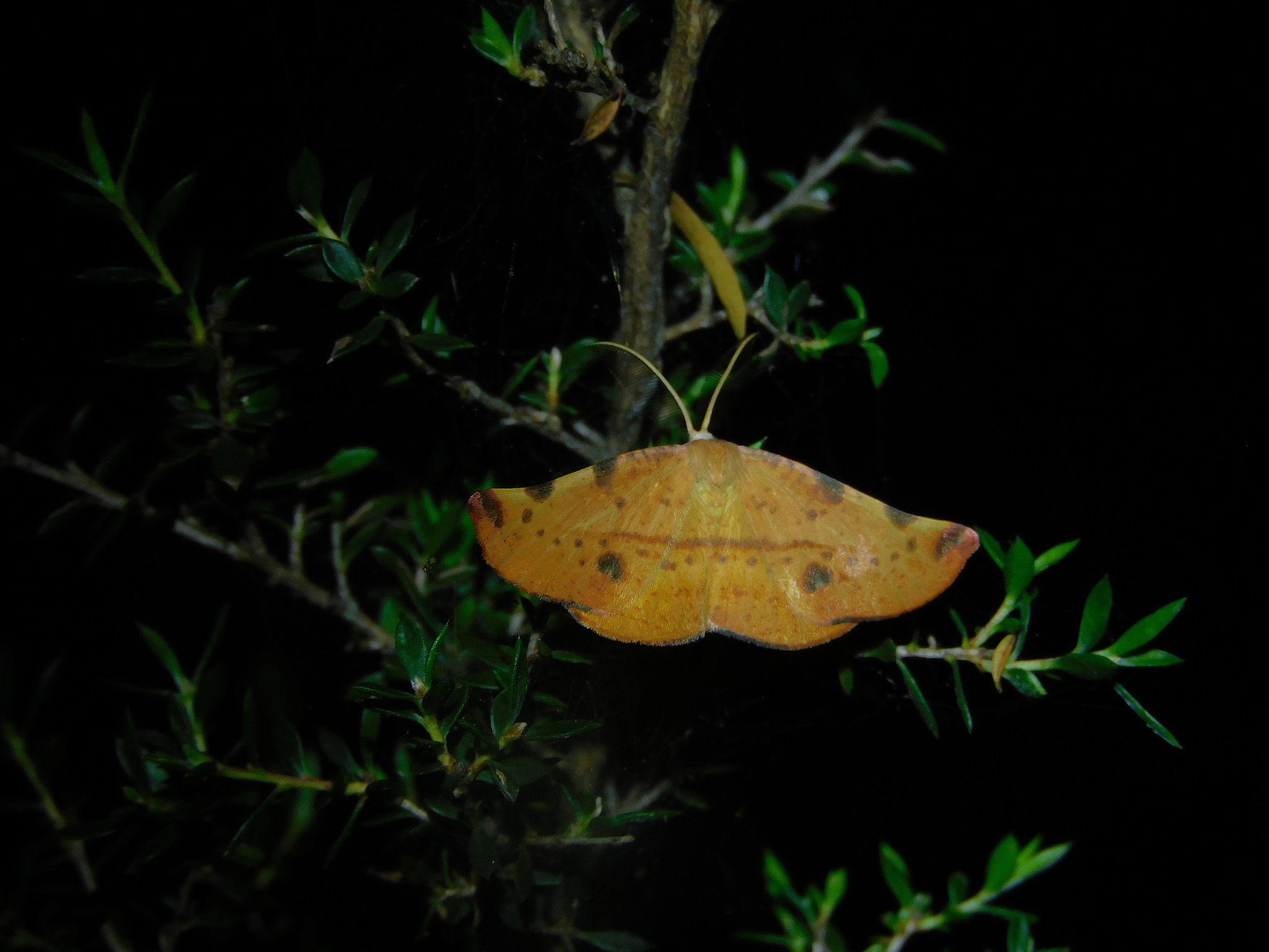 Onycodes traumataria