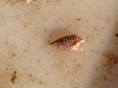 Cerithiidae