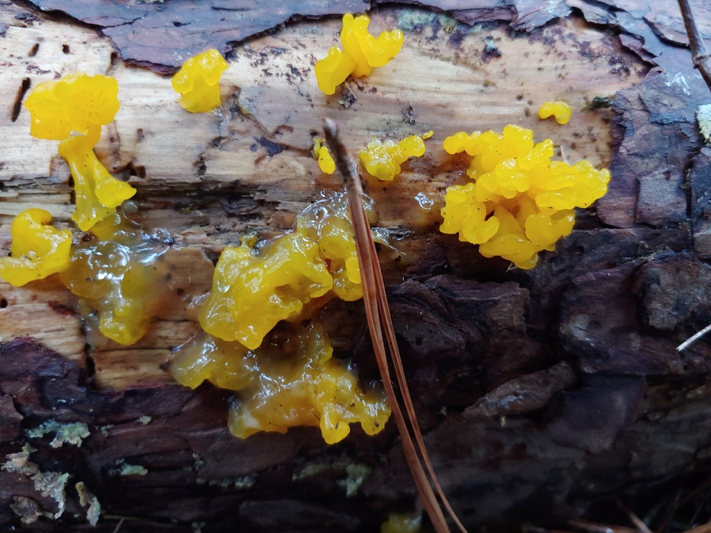Orange Jelly Spot from Mountain Park, GA, USA on August 31, 2021 at 06