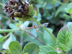 Lantanophaga pusillidactylus