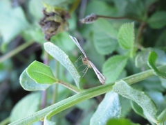 Lantanophaga pusillidactylus