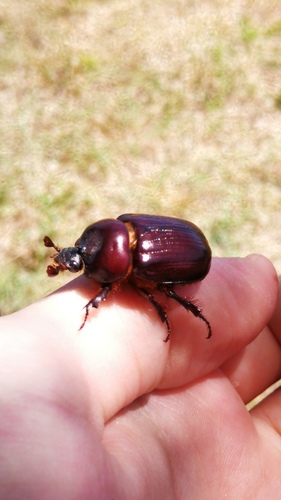 Bothynus striatellus